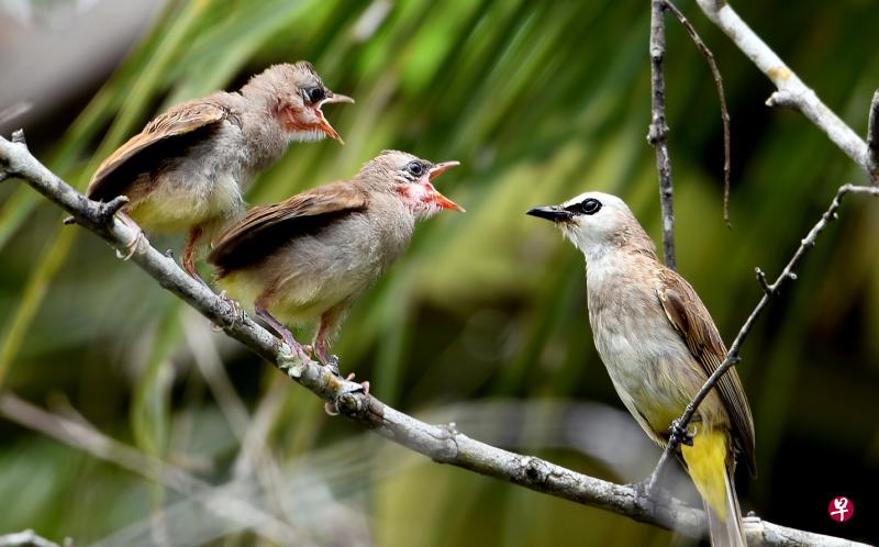 白眉黄臀鹎（yellow-vented bulbul）的幼鸟在晨光中喊饿。（冰秀摄）