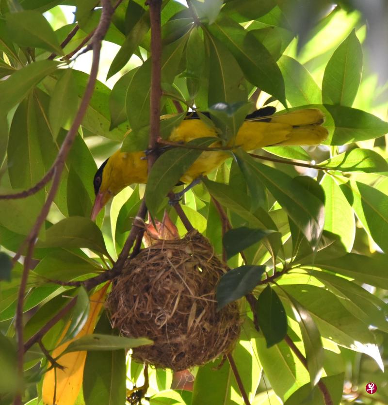 黑枕黄鹂（black-naped oriole）的吊篮状悬巢里有两个小宝宝。（冰秀摄）