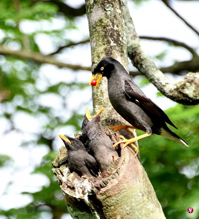 爪哇八哥（Javan myna）捎来果实喂幼儿。（冰秀摄）