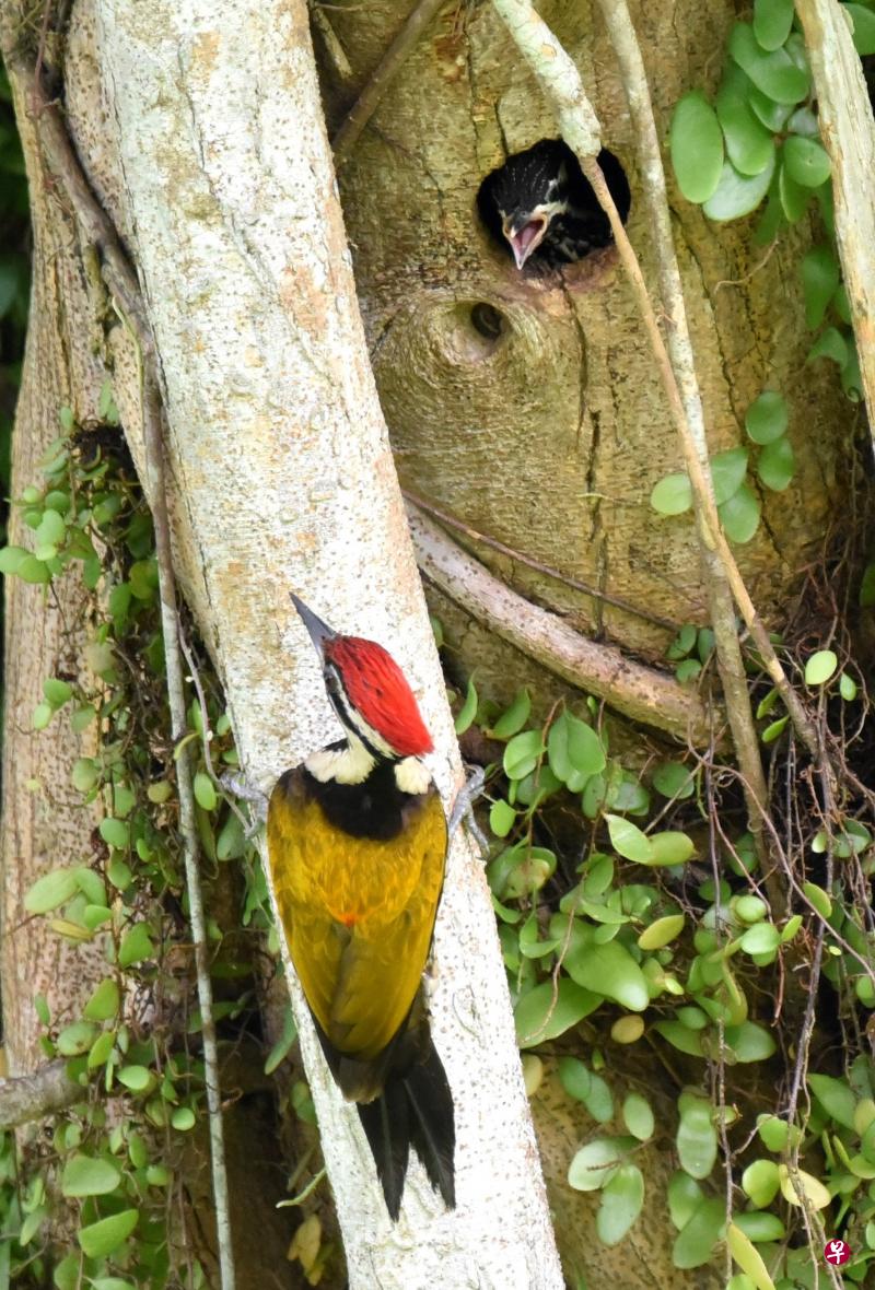 金背三趾啄木鸟（common flameback）的雏鸟在洞口殷殷等待亲鸟到来。（冰秀摄）