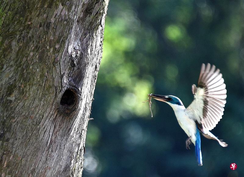 白领翡翠（white-collared kingfisher）衔来壁虎给幼儿当早餐。（冰秀摄）