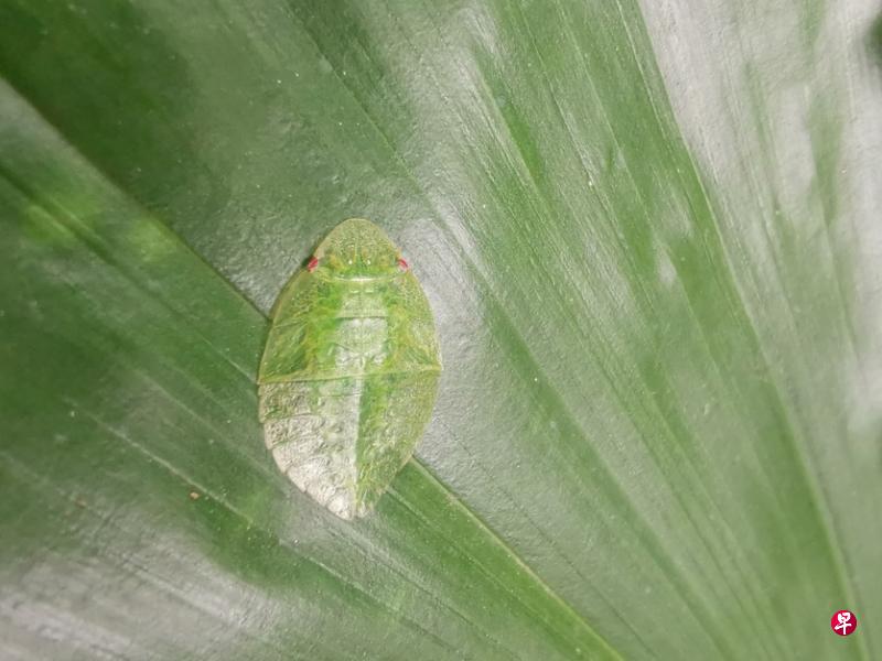 扁头叶蝉（Flat-headed leafhopper）幼虫。