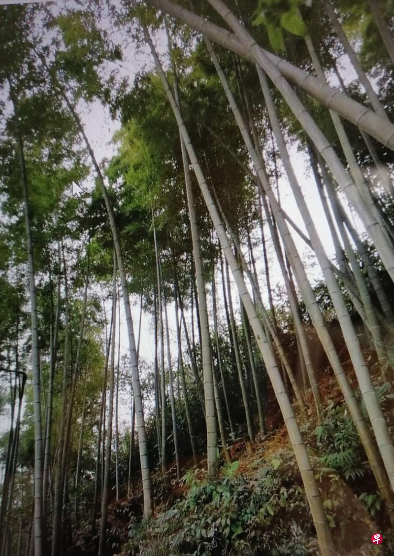 辛弃疾晚年乡居瓢泉庄园，位于今天江西省上饶市铅山县的瓜山下，今天当地所见的满山竹林（左图），流入瓢泉的山泉（右上图），一公里外溪河之间当年他建秋水亭处（右下图），令人想起他晚年在当地写自己心境的“管竹管山管水”，情景历历。（作者提供）