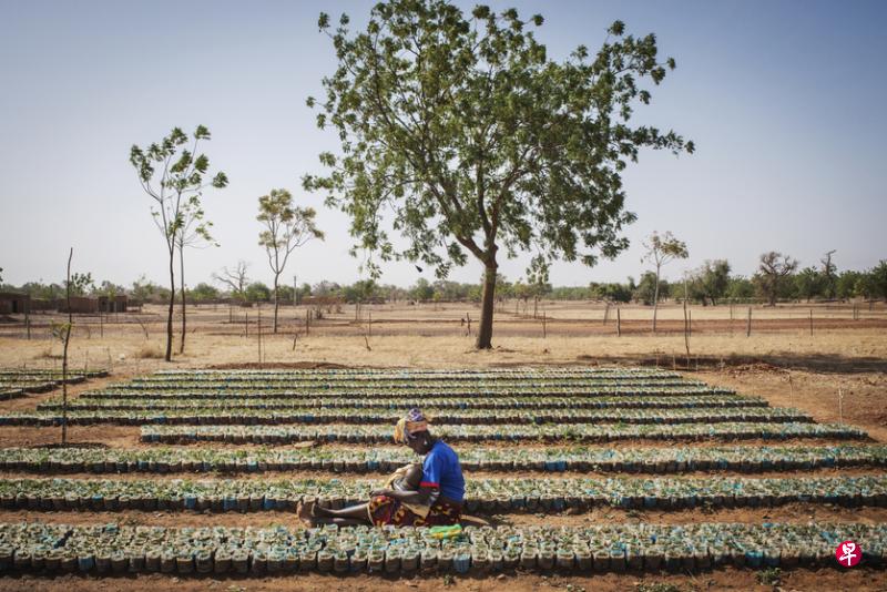 西非内陆国家布基纳法索（Burkina Faso）的农民开始改变农作方式，过去会为了开辟耕地而烧林，土地却因此变得贫瘠，现在采取生态农业作业方式，收成更好，土地也不再受伤。（Voilah!提供）