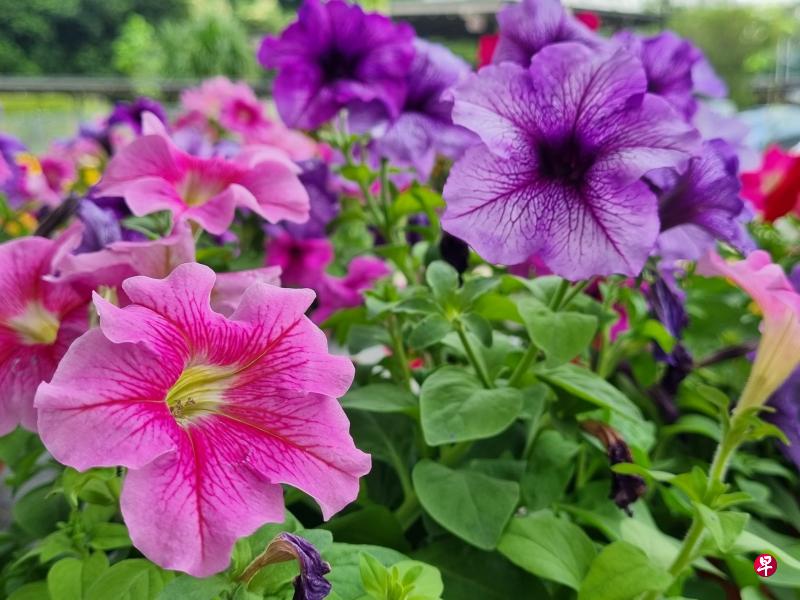 ←矮牵牛花（Petunia）：花朵喇叭状，类似牵牛花，但是花瓣更为细致优雅。花色品种齐全、亮丽，有单瓣和重瓣，花期长﹐耐热耐寒。（世界）