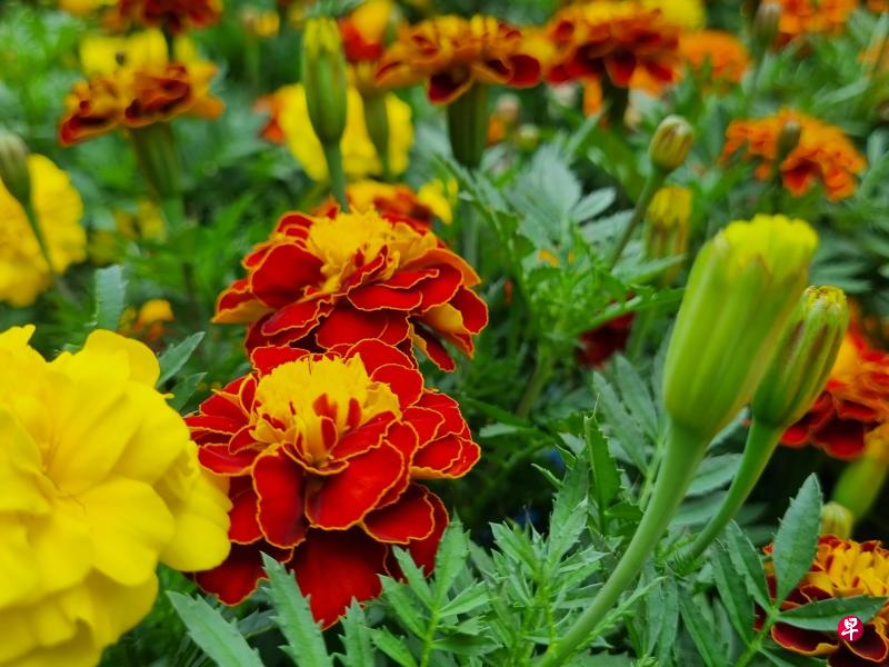 万寿菊：名字吉祥如意。花朵大且鲜艳夺目，花期也长。万寿菊送给长辈，祝福健康长寿，家庭和睦美满。（加东）