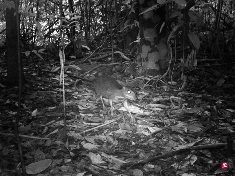 　监控发现我国濒危物种小鼷鹿（Lesser Mousedeer）在万态野生动物天桥旁出现。（万态保育集团提供）