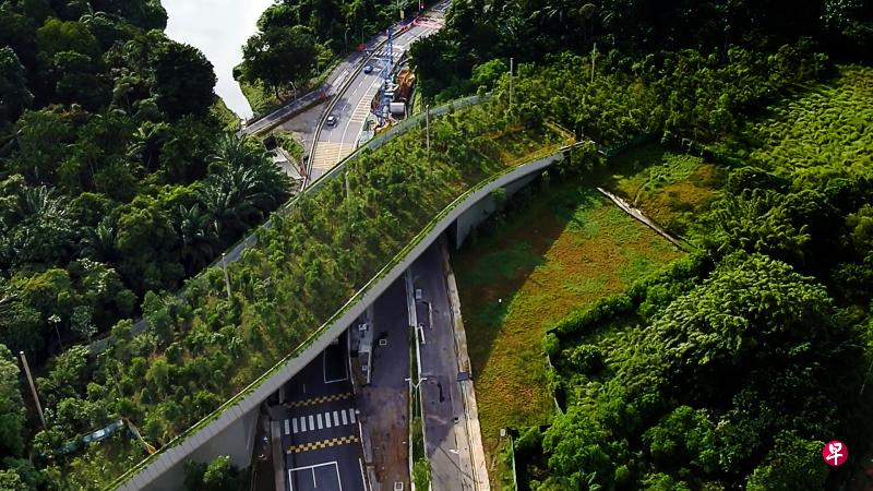 ▲万态野生动物天桥上种植了不同种类的树木，野生动物借助它往来万礼湖路两边绿地。（万态保育集团提供）