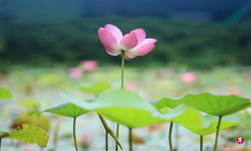 池塘一夜风雨，开起万朵红玉。