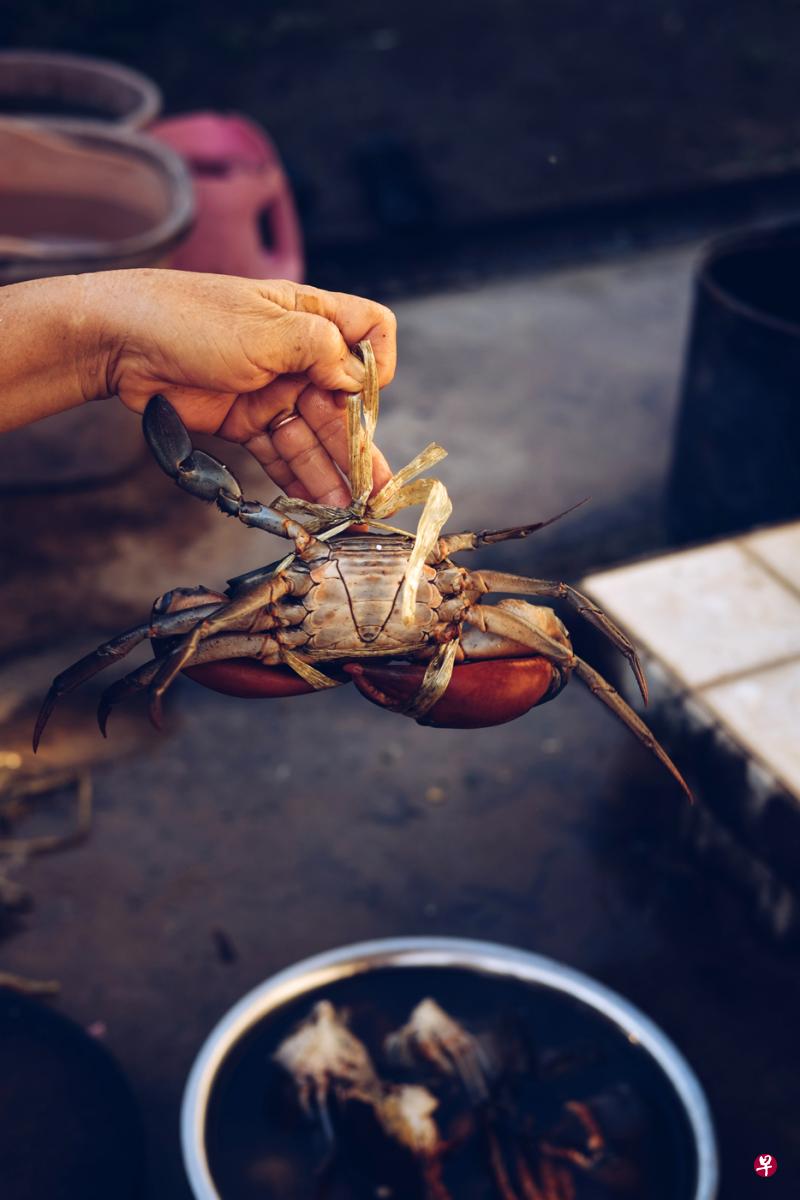 母亲说，螃蟹腹部有三角形是雄的。（图/林道锦 ）