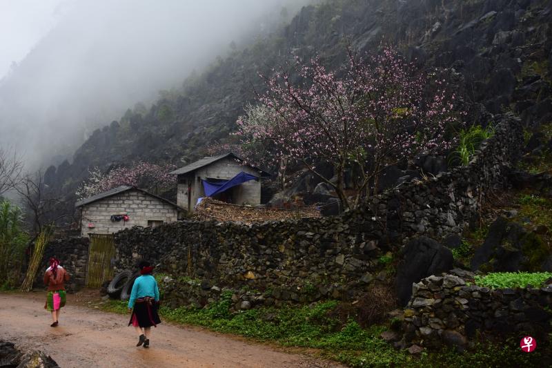 烟云村路，桃李盛开，为大地妆点色彩。