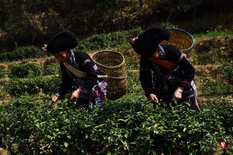 茶叶是山区重要的经济作物。