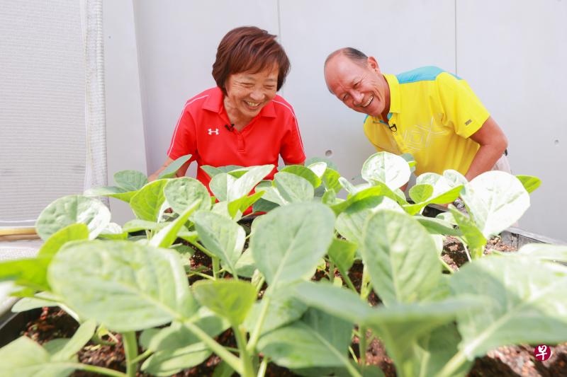 义顺集选区前议员李美花（左）退休后开始学习种菜，在屋子后院种了芥兰和生菜等。丈夫苏志贤（右）则主要负责照顾家中的观赏植物和树木。（唐家鸿摄）