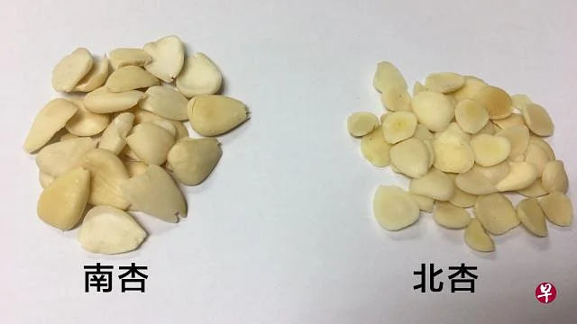 南杏（左）与北杏（右）都可适量加入杏仁茶、杏仁豆腐。（档案照）