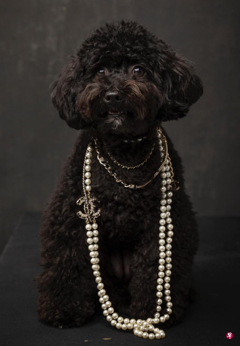 名字：Coco品种：黑色玩具贵宾犬（black toy poodle）年龄：一岁半喜欢：爱毛绒玩具和骨头。特点：喜欢玩接球和投掷游戏。