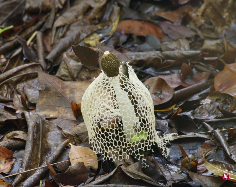 面纱菌（Veil Fungus）又名长裙竹荪、竹笙等，本就看似生命脆弱，却还被腹足类、翠袖锯眼蝶等威胁。摄于双溪布洛湿地。