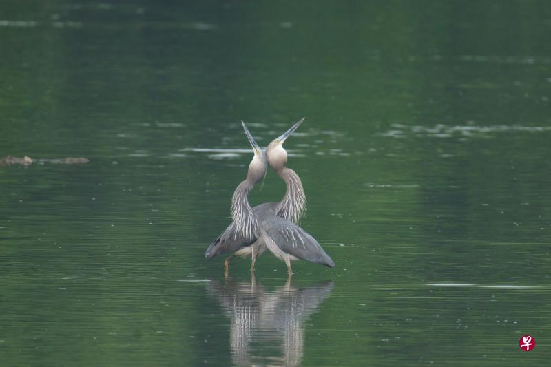 ↑不常见的大嘴鹭（Great-billed heron）是本地最高的鹭，身高可达1.15米，翼展长度可达1.9米。它们的行动一度被限制在南部岛屿，不过现在于双溪布洛湿地和乌敏岛仄爪哇，不时可看到它们的身影。