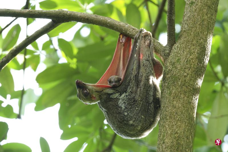 ↑马来猫猴（Malayan Colugo）或称马来鼯猴（Sunda Flying Lemur），虽不擅攀爬，在树间滑翔却厉害。它喜欢独自行动，夜间出没，行事谨慎，每天会花很多个小时垂挂树枝下，或攀附在树干上。它爱吃叶子、花卉和水果，其皮肤膜也可折成袋状，像袋鼠般“载送”宝宝。摄于海希德自然公园。