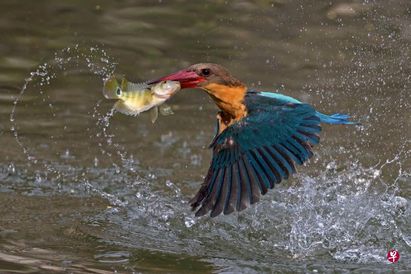 鹳嘴翡翠（Stork-billed Kingfisher）是本地最大的翠鸟。它的喙形似匕首，使得猎物一击即毙。Tan Tzee Siong医生摄于新加坡矿湖。