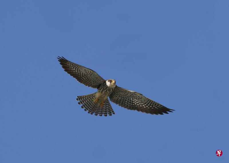 罕见的阿穆尔隼（Amur Falcon）爱抓高空飞行的昆虫，在高空享用美食。阿穆尔隼在西伯利亚和中国北方繁殖，冬季一般飞去印度和非洲避寒。这只隼大概是迷路了，落在新加坡，带给自然爱好者惊喜。摄于榜鹅滨水步道河滨径。