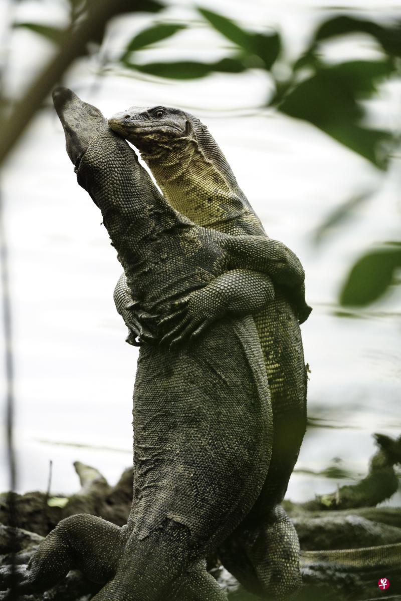 ←圆鼻巨蜥（Malayan Water Monitors）比摔跤。摄于双溪布洛湿地保护区。