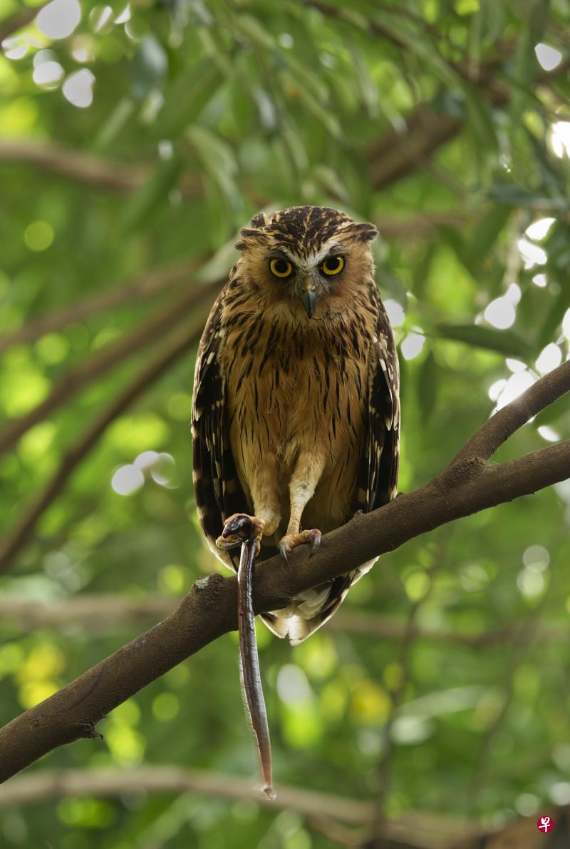 马来渔鸮（Buffy Fish Owl）紧抓着一尾淡水鳗，正在考虑什么时候把猎物吞下。摄于新加坡植物园。