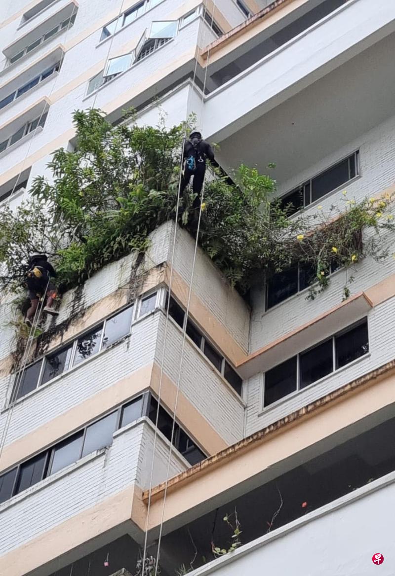 裕廊西一组屋单位花草生长茂盛，枝叶从窗口伸展出来，远看宛如一片空中小丛林，有公众担心可能造成环境安全问题。（档案照片）