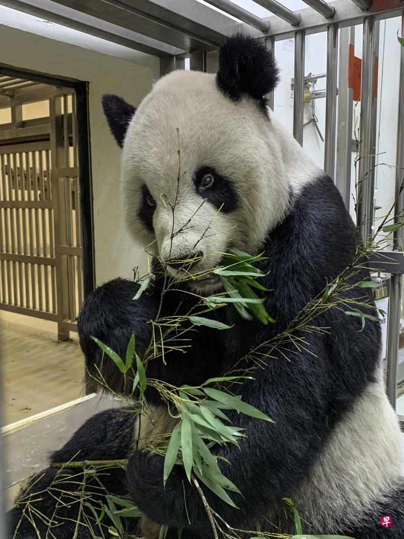 台湾台北动物园熊猫“团团”病情逐渐趋于稳定，食欲稍微好转。（中通社）