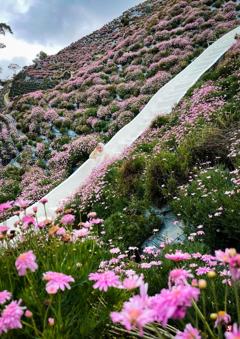 花卉园的打卡热点。