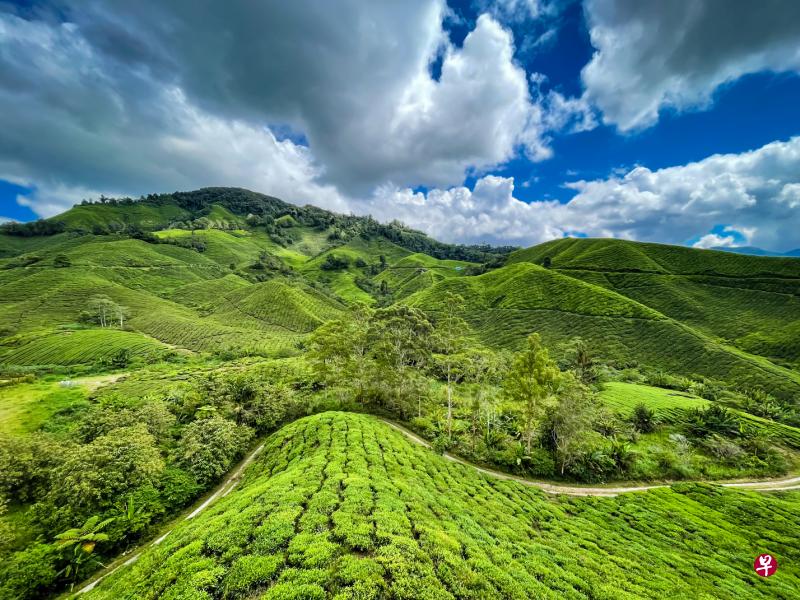 绿油油的茶树披满山坡。