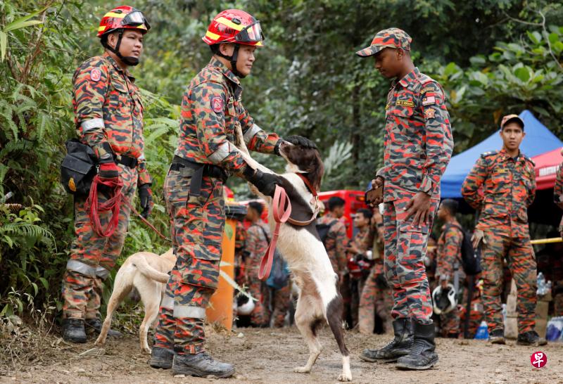 云顶半山土崩事件发生后，搜救人员出动多只搜救犬协助搜寻生还者。其中一只搜救犬由于连日搜救而在星期天体力不支晕倒，当局随即增派另外六只搜救犬到事发现场支援。图为搜救人员星期六与搜救犬一起执行任务。（路透社）