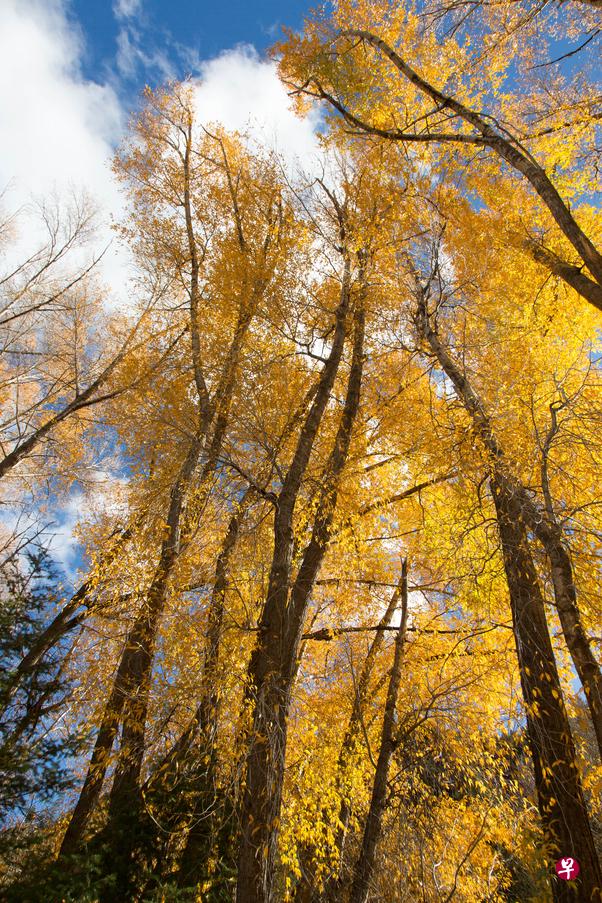 在Telluride可以看到金秋的胡杨，但已经所剩无几。