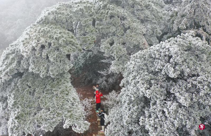 湖南省衡阳市南岳衡山风景区2月15日雪后初霁，晶莹剔透的雾凇在云海里若隐若现，景色如画，登山游客忙着赏雪拍照。（新华社）