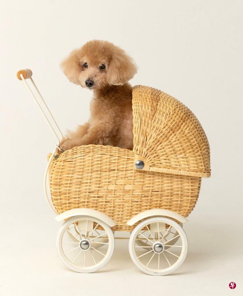 →名字：Scruffy品种：玩具贵宾犬（toy poodle）年龄：16岁喜欢：喜欢跟玩具一起睡觉，最爱吃水果和水煮蛋。特点：性格温顺，爱依偎人旁，如影随形般黏人。主人：Lidhya