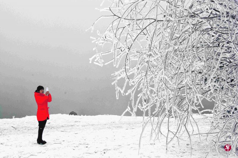 皑皑白雪的松花江畔，枝叶都镀上一层银。（邹文学摄）