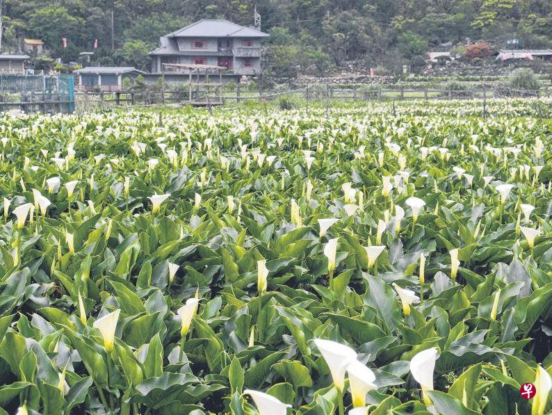 阳明山海芋花季由3月中旬至5月底。（黄匡宁摄）