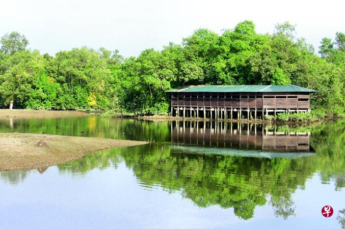 双溪布洛湿地保护区仍保留着大片泥地和浅滩，多年来吸引了无数迁徙滨鸟前去避寒。新加坡也积极展开保育和研究工作，尽量为候鸟保留这片避风港。（照片来源：国家公园局）