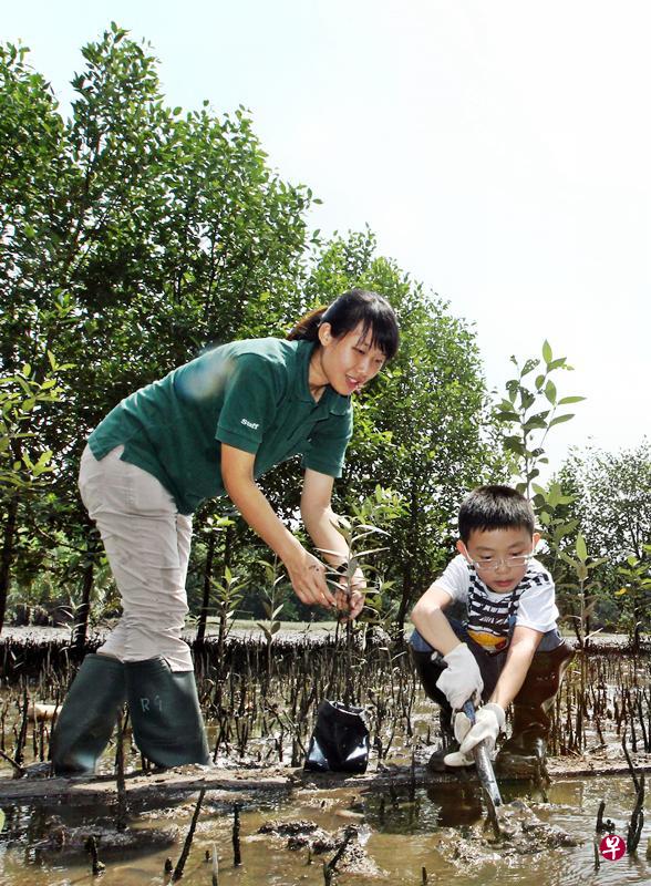 不少小朋友到双溪布洛湿地保护区向自然保护科员“拜师”学习，劳动的同时也为保护红树林出一分力。