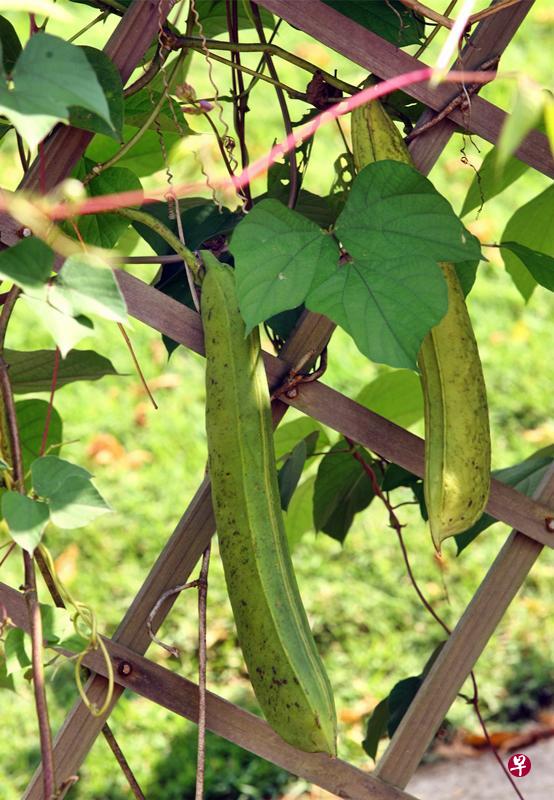 园艺园林（HortPark）里的蔬果植物。图中的刀豆（Sword Bean）有30几公分长。