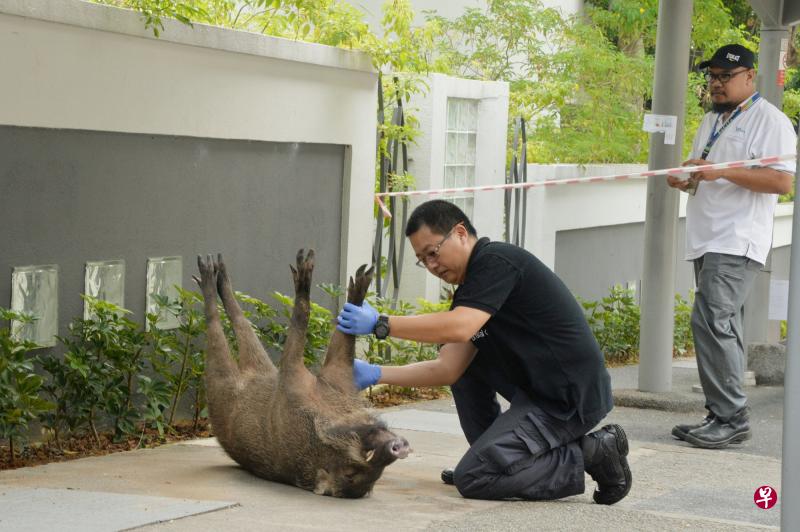 野猪咬伤男子后接连被巴士和轿车撞上，伤重身亡。（档案照）