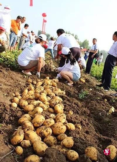 山东希森马铃薯产业集团去年7月在山东乐陵宣布，自主品种单季亩产高达9.38吨，创世界纪录；本月4日在平度又宣布刷新纪录：亩产9.58吨。（互联网）