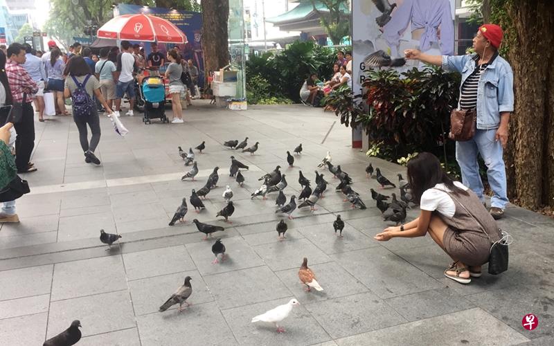 “喂鸽叔”笑说，那些鸽子仿佛认得他常戴的红色棉帽，还会飞到他头上停驻。