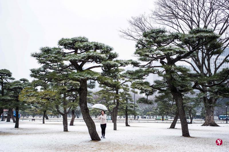 日本东京一带星期六下起大雪，东京皇居花园遍地皑皑白雪。（法新社）