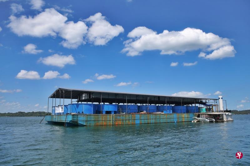 渔场业者Singapore Aquaculture Technologies打造本地首个智能浮动养殖场，采用封闭式鱼罐的循环水养殖系统，利用紫外线和过滤系统杀菌后，再把干净的海水输送到养殖箱里。（谢智扬摄） 