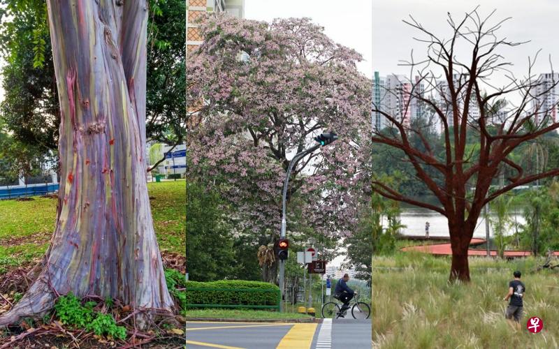 左起：彩虹树、粉花风铃木及“孤树”。（档案照）