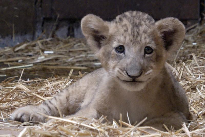 这只雄狮幼崽名为辛巴（Simba），出生于去年10月23日。（新加坡野生动物保育集团提供） 