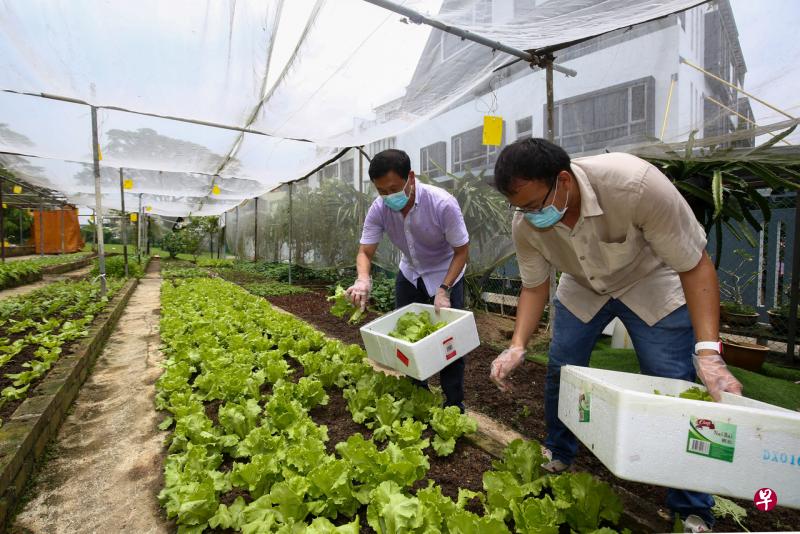 交通部长王乙康（左）收割蔬菜。（陈斌勤摄） 