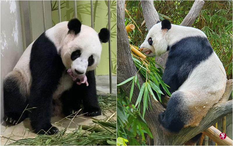 经过七年的尝试，凯凯（右）和嘉嘉（左）通过人工受精的方式，以及兽医团队们小心翼翼地观察和等待，昨天在七夕升级做父母。（新加坡野生动物保育集团提供） 