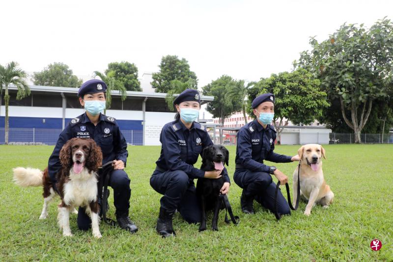 在警方的安排下，记者走进设在蔡厝港茂布雷路的K9警犬训练基地，实地了解警犬的训练课程。（邝启聪摄） 