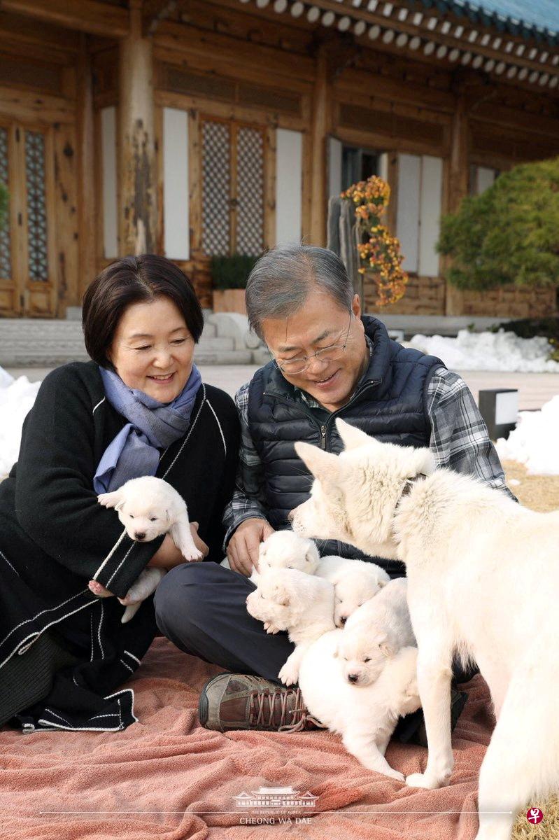 朝鲜赠送的丰山犬，一直由韩国前总统文在寅照料。饲养三只丰山犬的费用达每月250万韩元（约2500新元）。（路透社） 